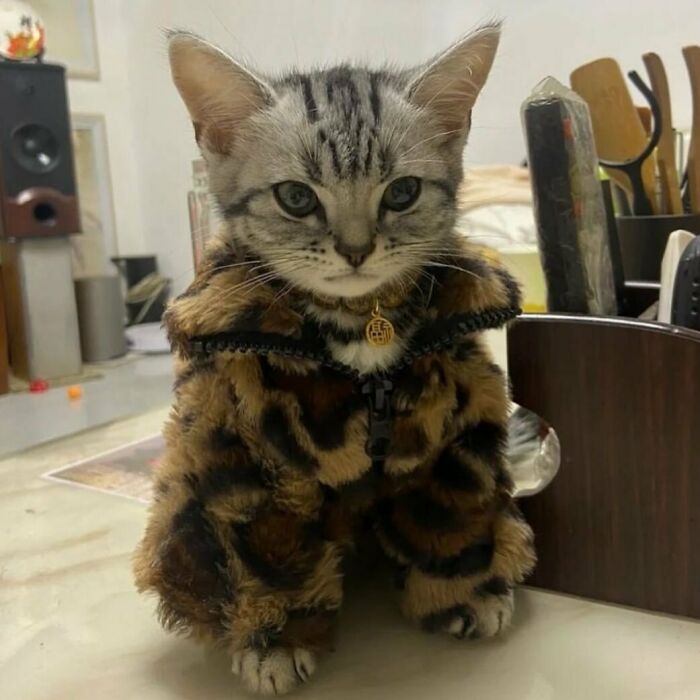 A small cat in a leopard print jacket stands on a table, creating a funny and confusing photo without context.