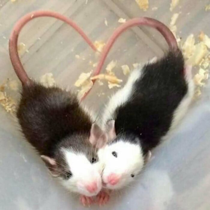 Two small rats with intertwined tails forming a heart shape, creating a funny and confusing scene.