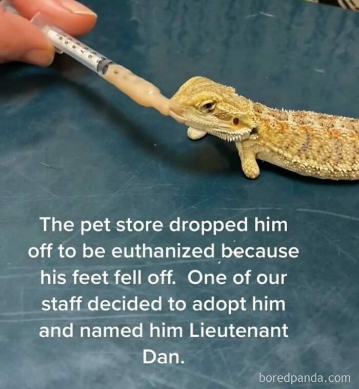 Funny-Relatable-Ig-Animal-Memes