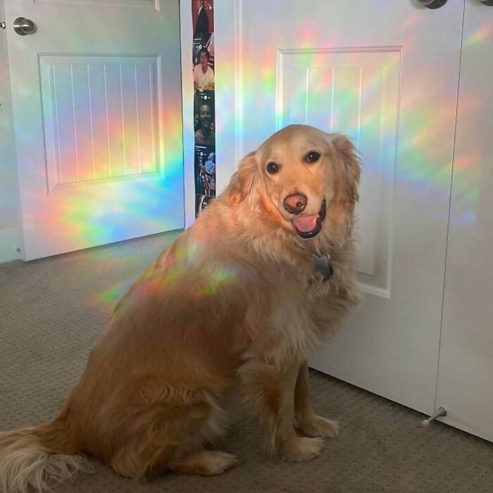 Golden retriever sitting in a room with rainbow light reflections on its fur, creating a funny and confusing scene.