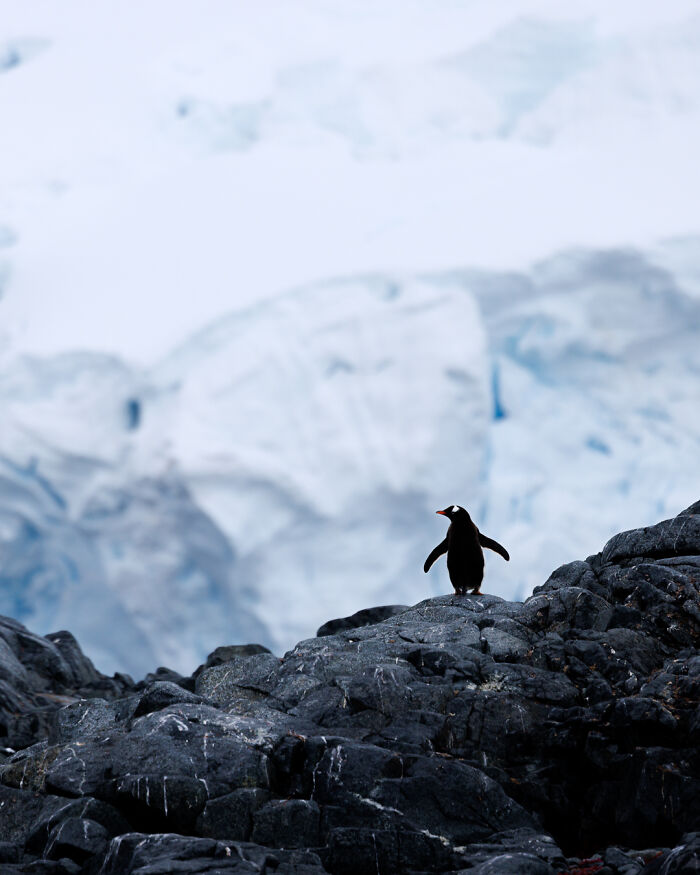 Penguin on rocky terrain with icy backdrop, showcasing untamed nature captured by Jeroen Van Nieuwenhove.