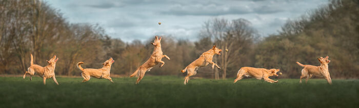 Golden retriever jumping in sequence to catch a ball in a grassy field, showcasing pet photography excellence.