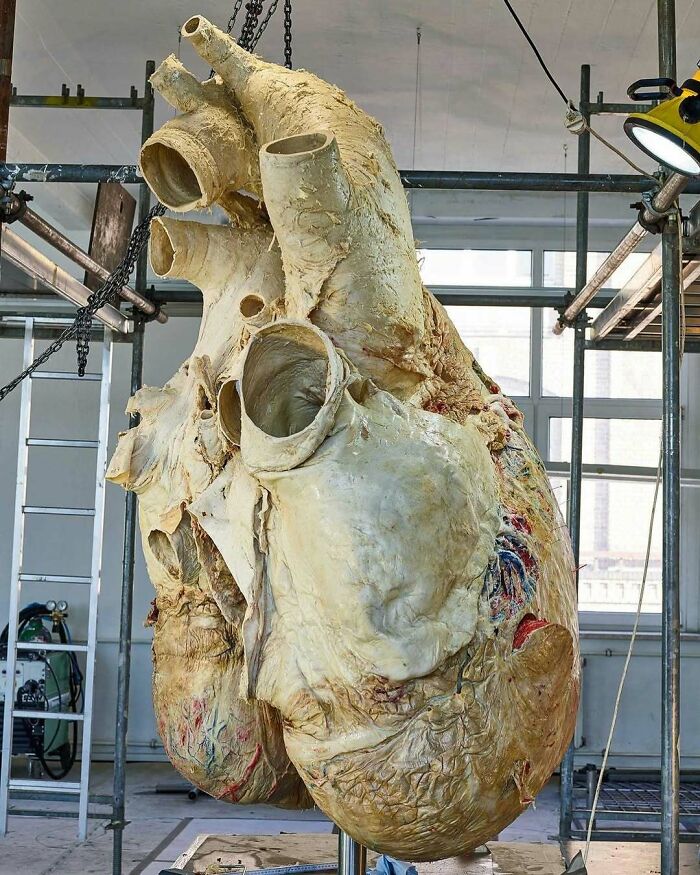 Giant whale heart suspended in a room, showcasing an intriguing glimpse into history cool kids' discoveries.