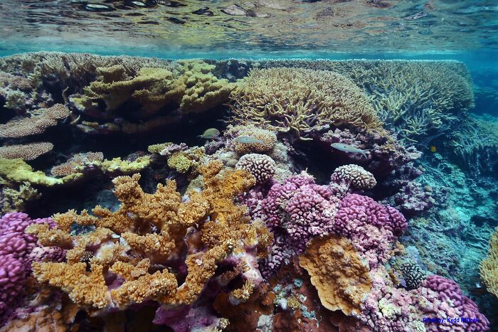 Vibrant coral reef showcasing incredible natural phenomena under clear ocean water.