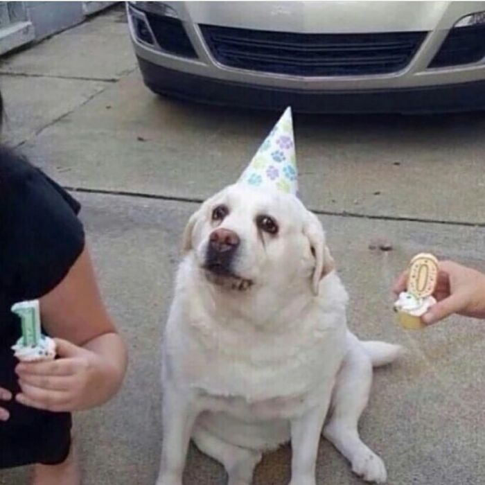 Confusing and funny dog wearing a party hat, sitting on concrete with people holding candles.