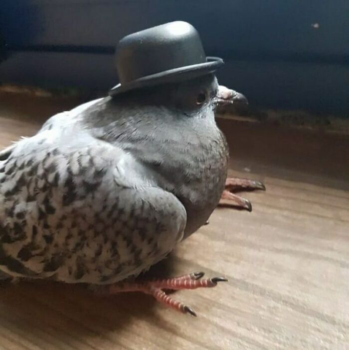Pigeon wearing a small black hat, sitting on a wooden surface, showcasing a humorous and confusing moment.