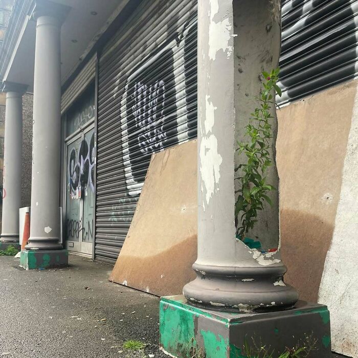 Unique gardens emphasize a lone plant growing inside a weathered pillar on an urban street.