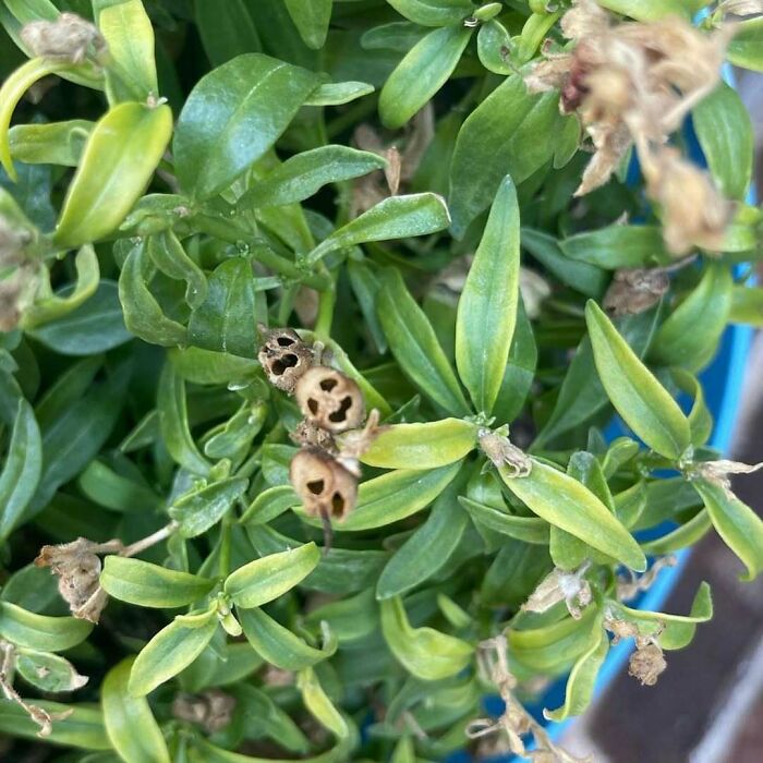 Unique garden plant with small, seed pod faces surrounded by green leaves.
