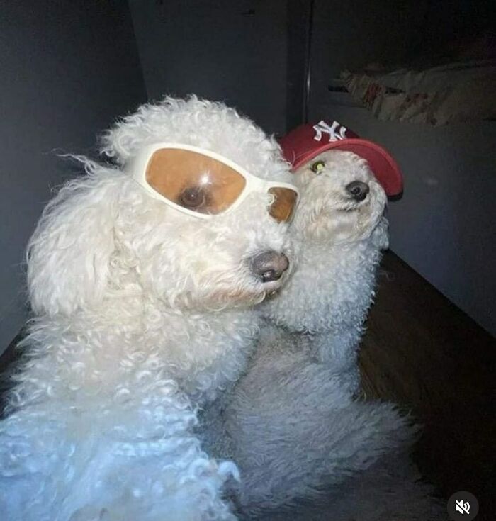 Two fluffy white dogs in sunglasses and a baseball cap, creating a funny and confusing scene without context.
