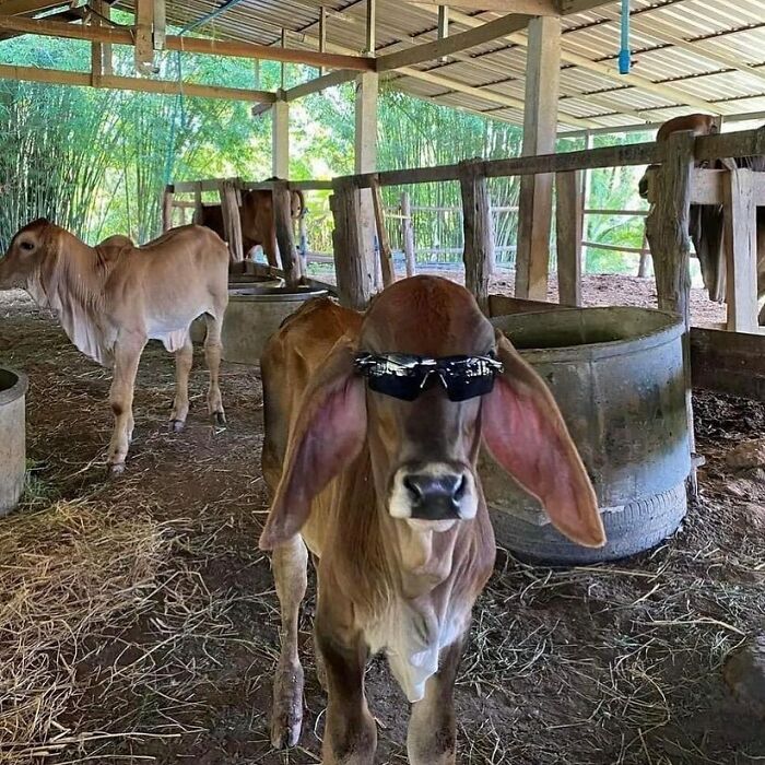 Young calf wearing sunglasses in a barn, creating a funny and confusing scene without context.