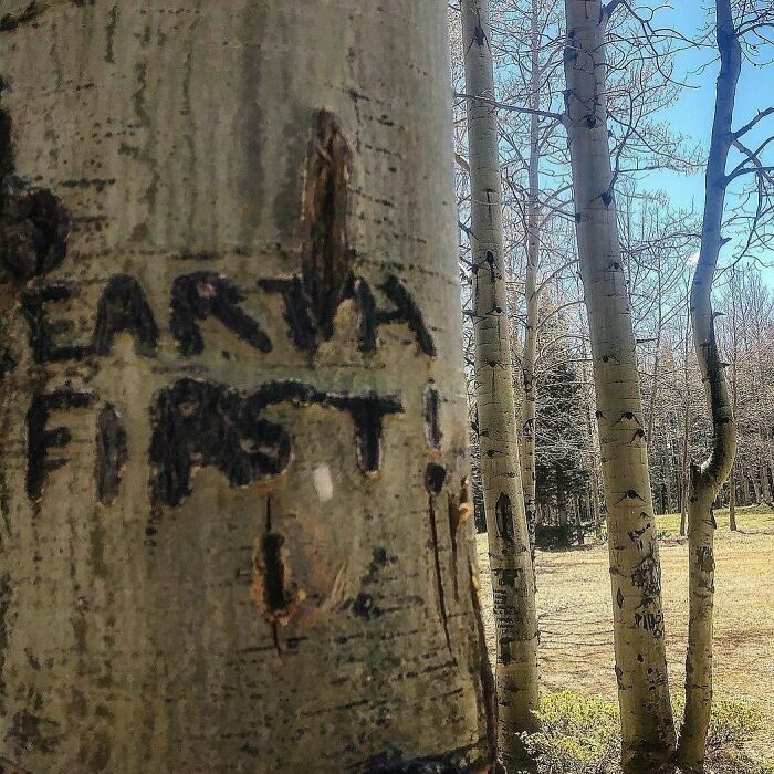 Tree trunk with "EARTH FIRST!" carved into the bark in a unique garden setting.