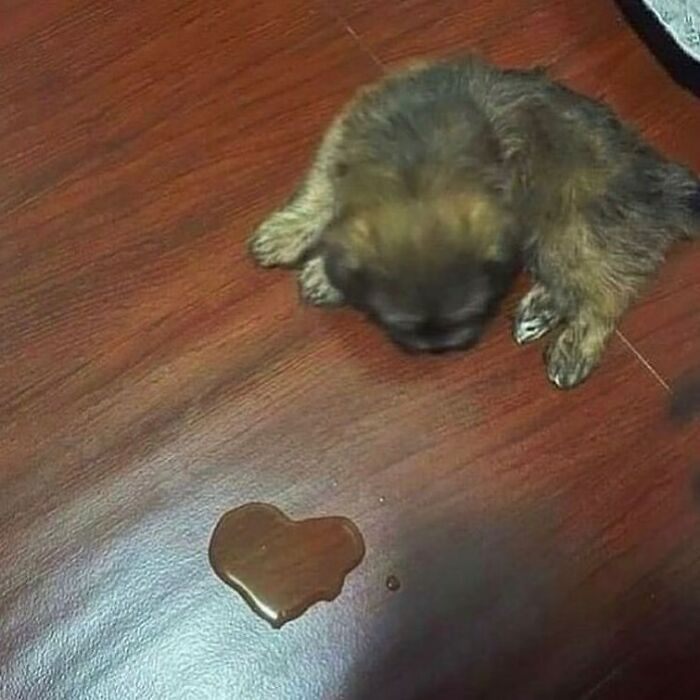 A small puppy on a wooden floor next to a heart-shaped puddle, creating a confusing yet funny scene.