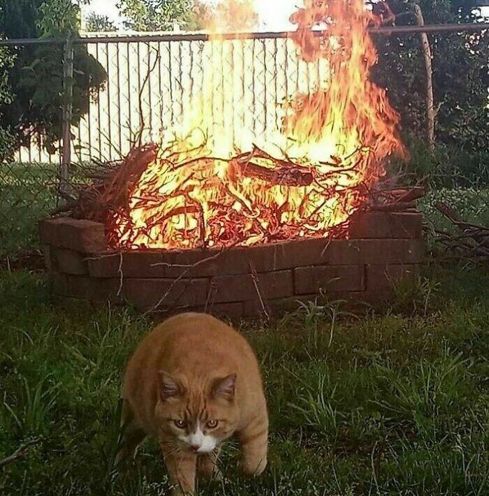 Orange cat in front of a blazing fire pit, creating a confusing and funny scene without any context.