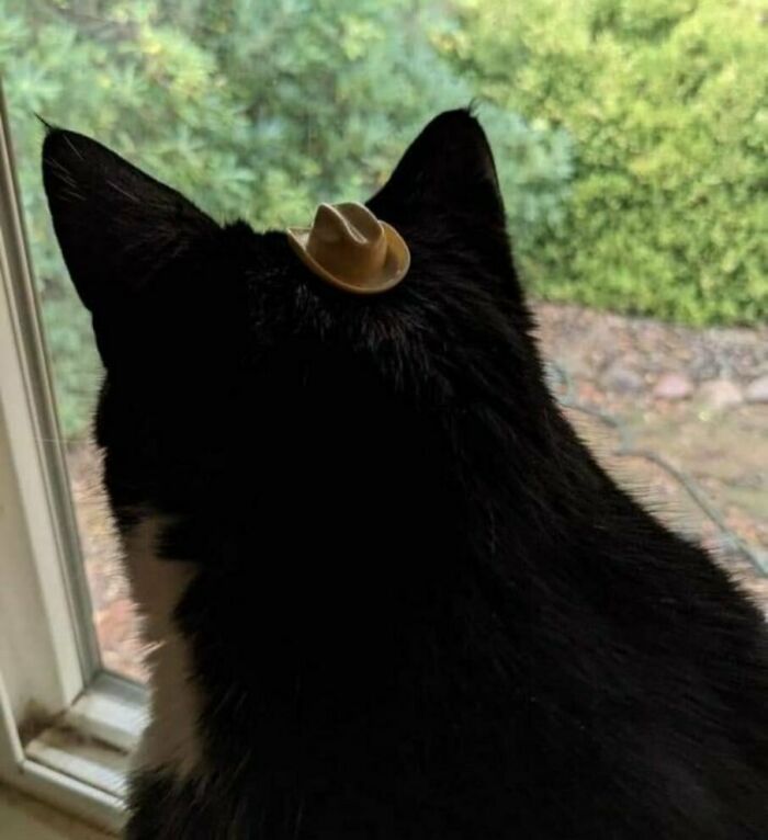 Cat with a tiny cowboy hat on its head, looking out a window; a confusing and funny photo.