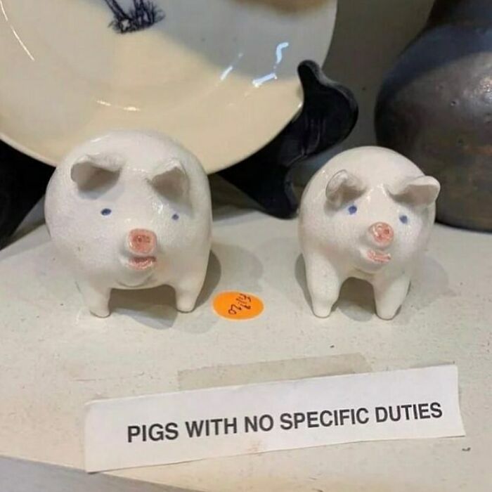 Ceramic pigs labeled "pigs with no specific duties," illustrating confusing and funny photos.