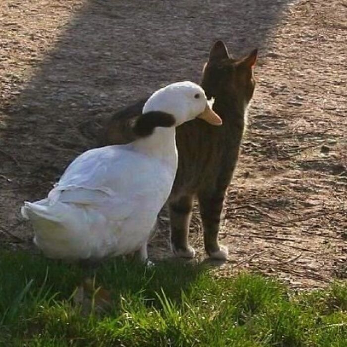 Duck and cat standing close together, creating a confusing and funny photo without context in a sunny outdoor setting.