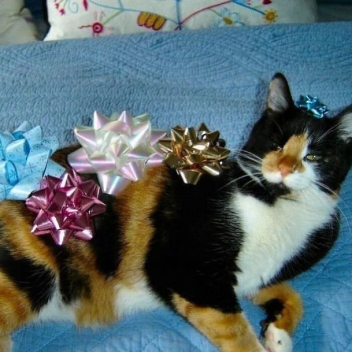 Calico cat adorned with colorful gift bows lying on a blue blanket, creating a confusing and funny scene.