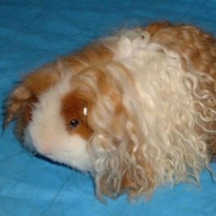Curly-haired guinea pig on a blue blanket, creating a confusing and funny appearance.