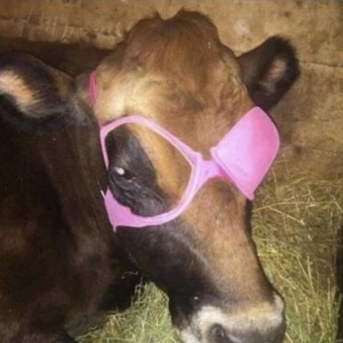 Cow humorously wearing a pink bra over its face in a barn.