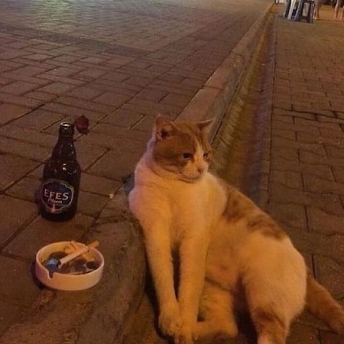 A cat sitting on a curb next to a bottle and ashtray, creating a confusing and funny scene without context.