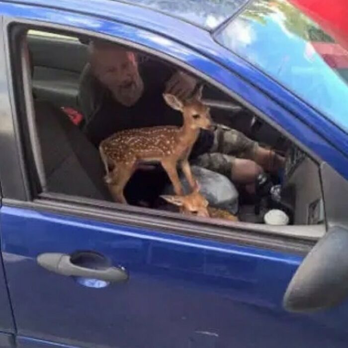 A man sits in a car with two fawns, creating a confusing and funny photo without context.