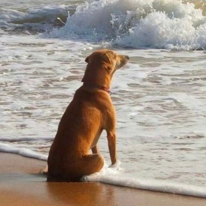 A dog sits on the beach watching waves, creating a funny and confusing scene without context.