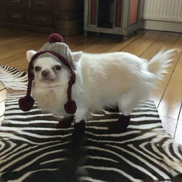 Confusing and funny image of a dog wearing a knit hat and boots standing on a zebra print rug.