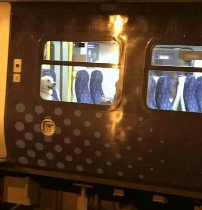 Dog sitting on a train seat, visible through the window, creating a funny and confusing scene.