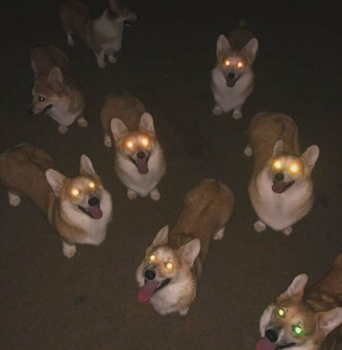Corgis with glowing eyes in the dark, appearing both confusing and funny without context.