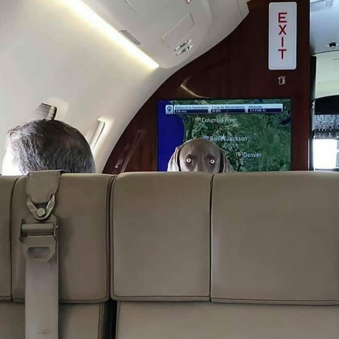 Confusing and funny photo of a dog peering over an airplane seat, next to a screen showing a map.