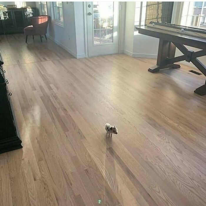 Confusing photo of a tiny piglet walking across a large empty room with hardwood floors.