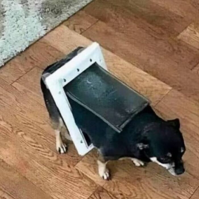 Dog humorously stuck in a pet door, creating a funny and confusing scene on a wooden floor.