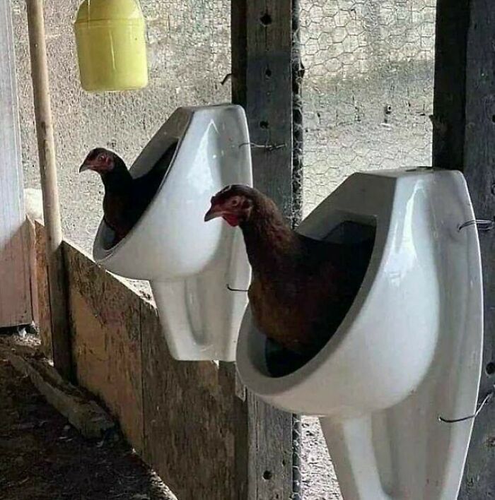 Chickens sitting in urinals, a confusing and funny photo without context.