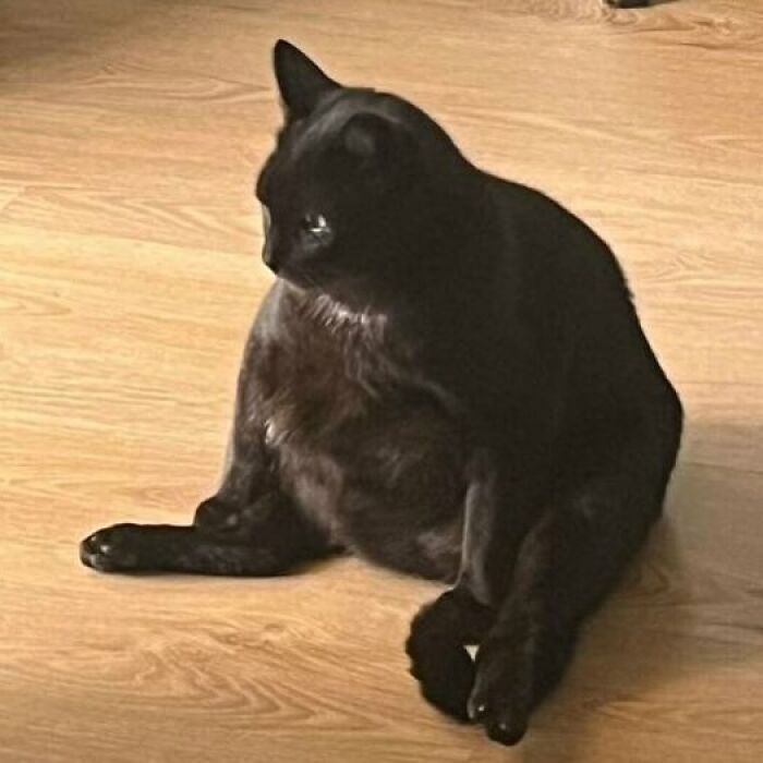 A black cat sitting upright on a wooden floor, with an amusing and confused expression, creates a funny photo without context.
