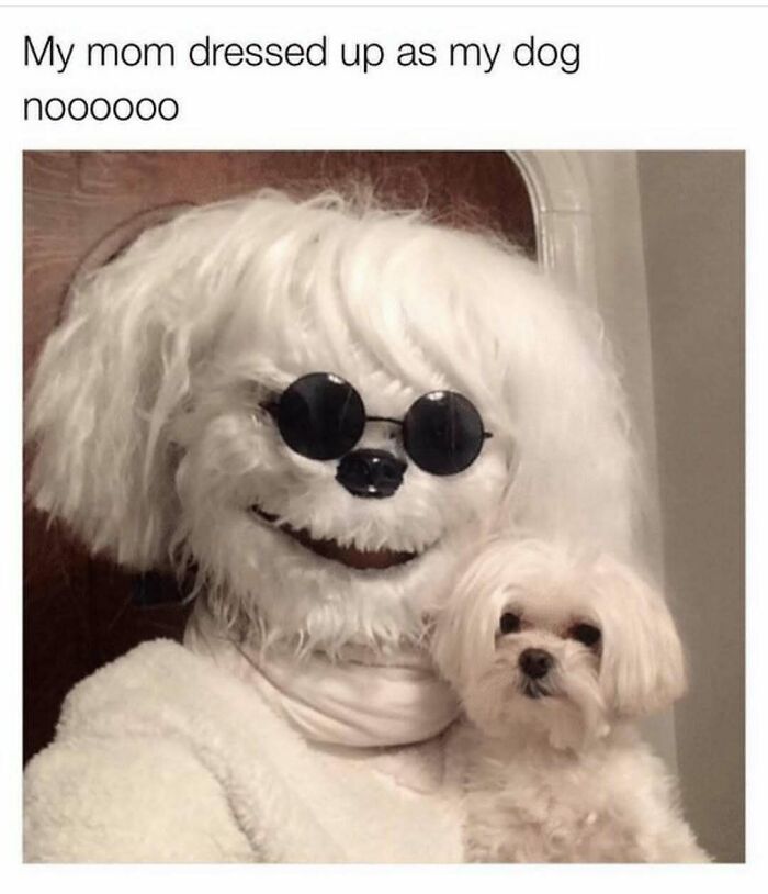 Funny-Relatable-Ig-Animal-Memes