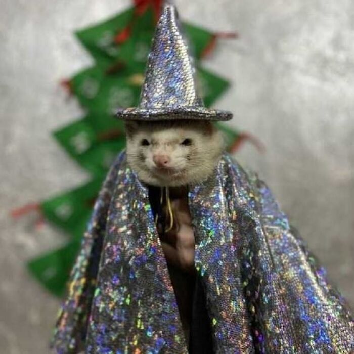 A ferret dressed in a sparkly wizard outfit with a hat, in front of a blurry Christmas tree; a funny photo without context.