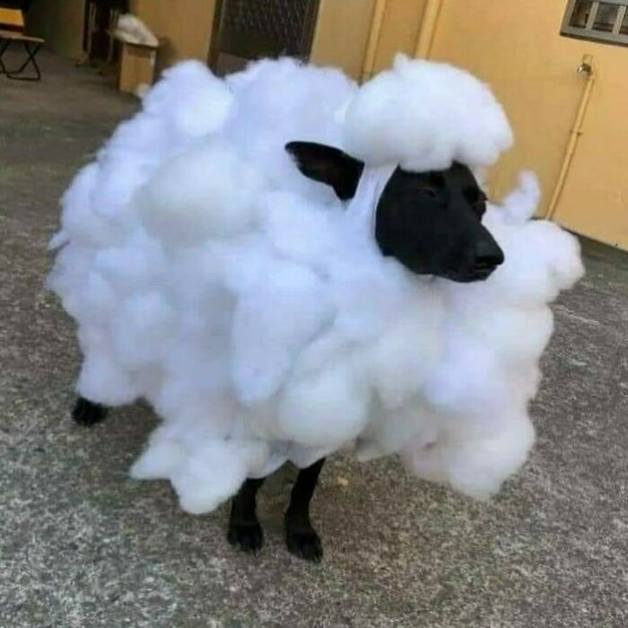 A black dog humorously dressed as a fluffy sheep in a yard, capturing a funny and confusing moment.
