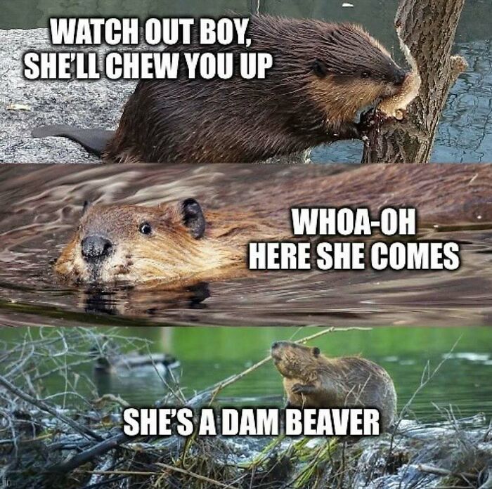 Funny-Relatable-Ig-Animal-Memes