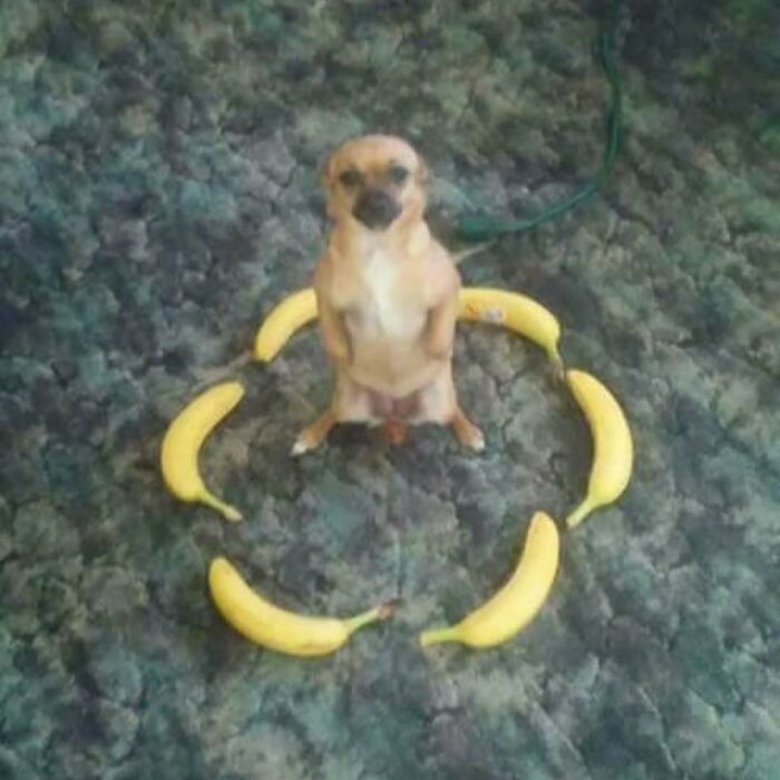 A dog stands surrounded by bananas on a carpet, creating a confusing and funny scene without context.