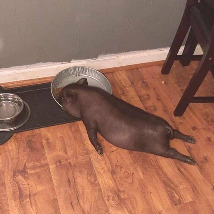 A pig lies on a wooden floor, eating from a large dish in a humorous and confusing scene.