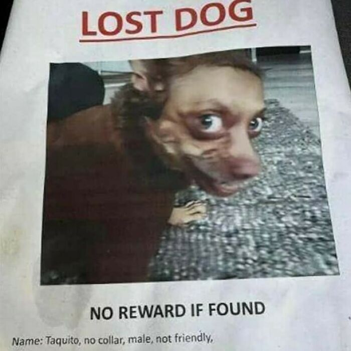 Confusing and funny photo of a distorted dog on a "lost dog" poster, humorously stating "no reward if found."