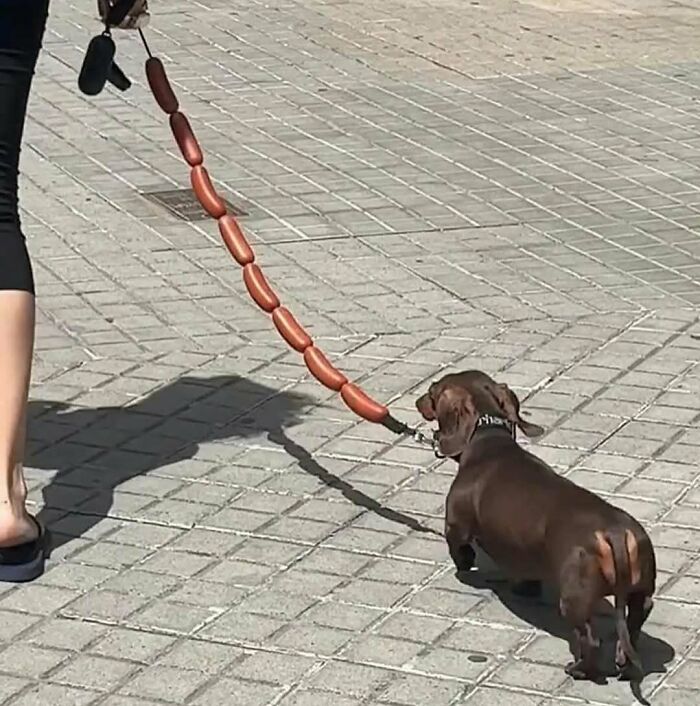 A dachshund on a walk is humorously led with a sausage leash, showcasing one of many funny photos without context.