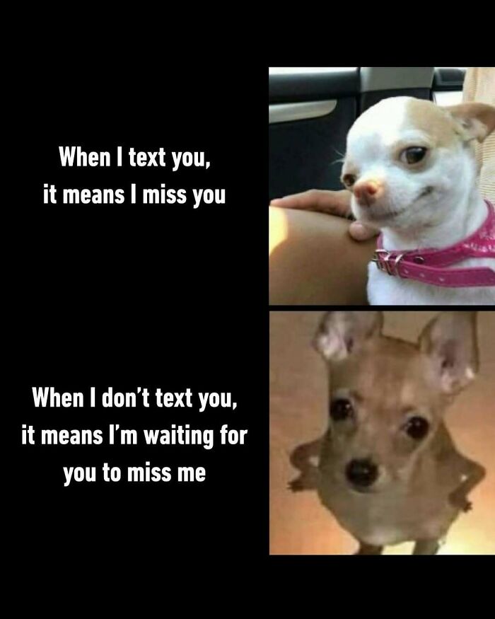 Funny-Relatable-Ig-Animal-Memes