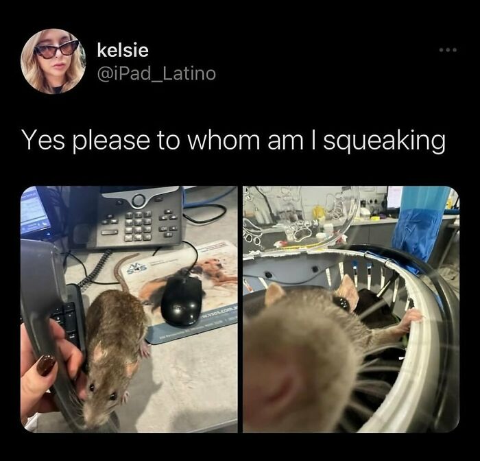 Funny-Relatable-Ig-Animal-Memes