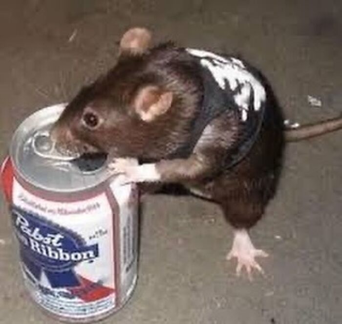 A rat in a tiny vest standing on a beer can, illustrating a confusing and funny scene.