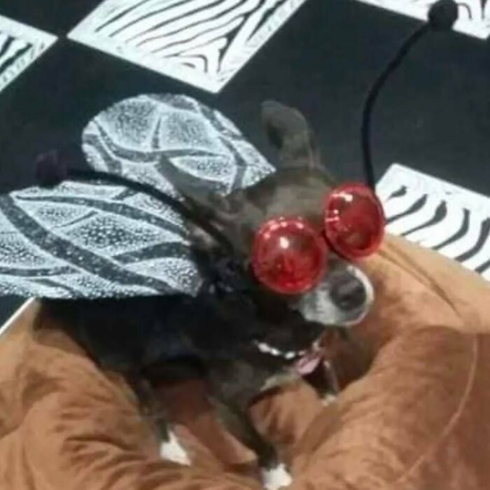 Dog in humorous fly costume with red sunglasses, embodying confusing and funny photo theme.