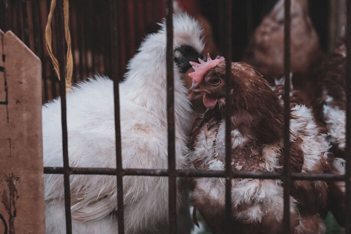 Photo Review: A Raw And Vibrant Journey Through A Farmers Market In Foshan, China – A Cultural Dive For The Bold!