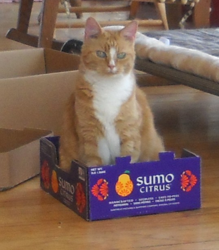 Who Took My Mawashi!?