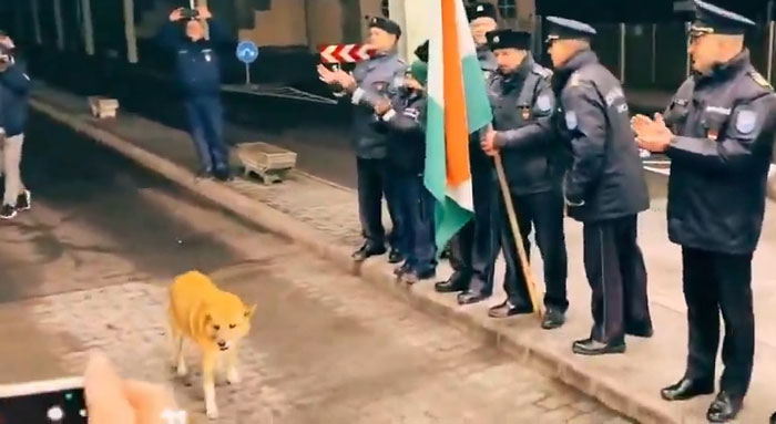 Guards Break Into Applause As Adorable Stray Dog Becomes First To Cross Romania-Hungary Border Guards Break Into Applause As Adorable Stray Dog Becomes First To Cross Romania-Hungary Border