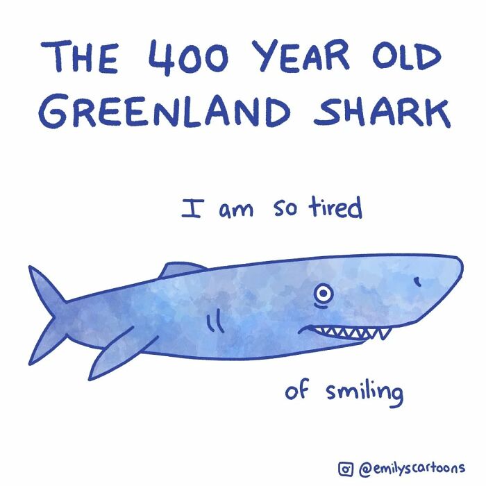 Cartoon of a tired Greenland shark with a comical expression by Emily McGovern.